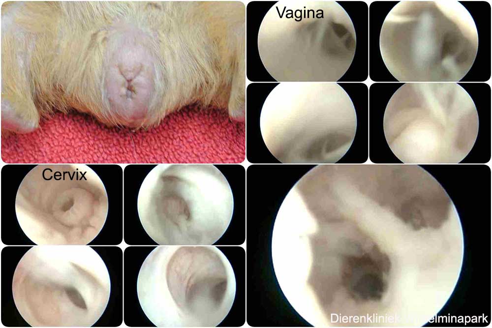 Pus in de vagina en de baarmoeder bij cavia morgause.